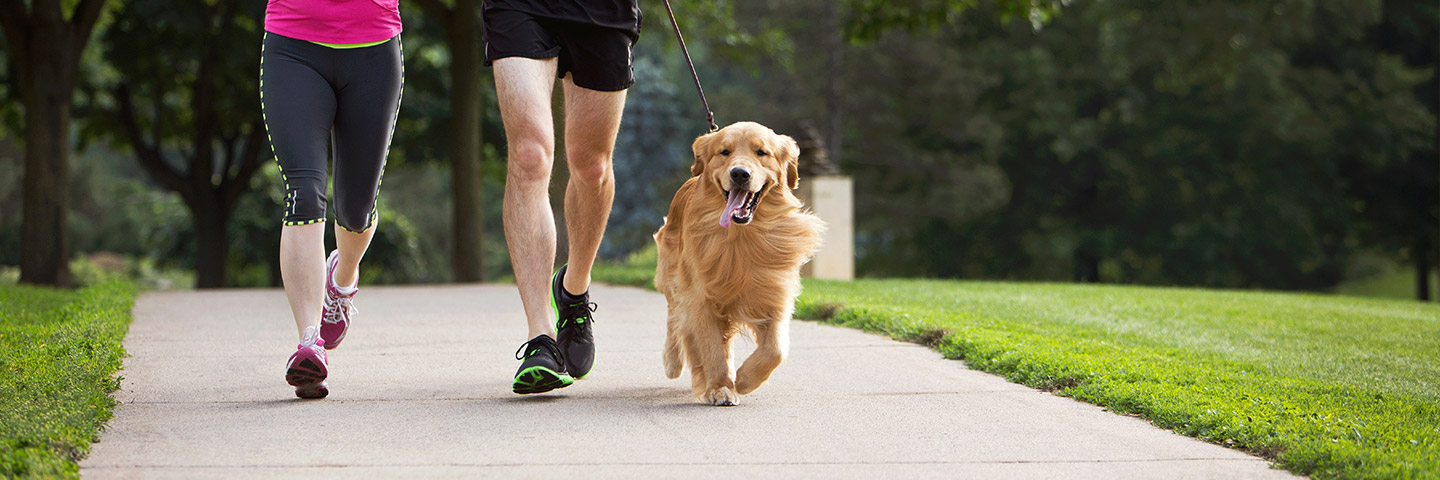 DogWatch Hidden Fence of the Triad, Kernersville, North Carolina | Dog Training Products Footer Image Image