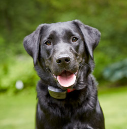 DogWatch Hidden Fence of the Triad, Kernersville, North Carolina | SmartFence Contact Us Image