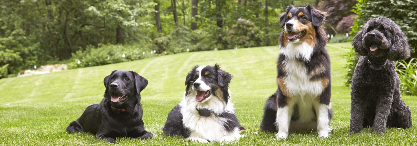 DogWatch Hidden Fence of the Triad, Kernersville, North Carolina | Support Footer Image Image