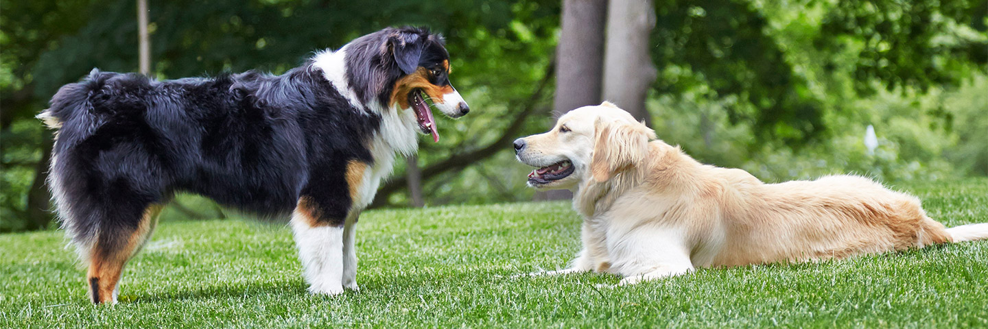 DogWatch Hidden Fence of the Triad, Kernersville, North Carolina | Outdoor Hidden Dog Fences Slider Image