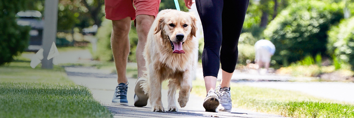 DogWatch Hidden Fence of the Triad, Kernersville, North Carolina | SideWalker Leash Trainer Slider Image